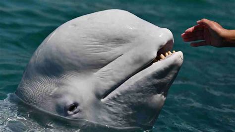 what do beluga whale eat